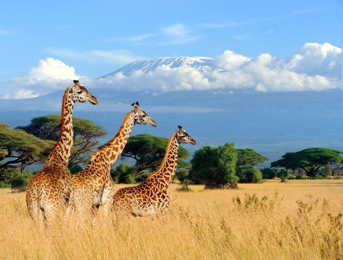 Three giraffes in front of Mt Kilimanjaro as seen from Kenya