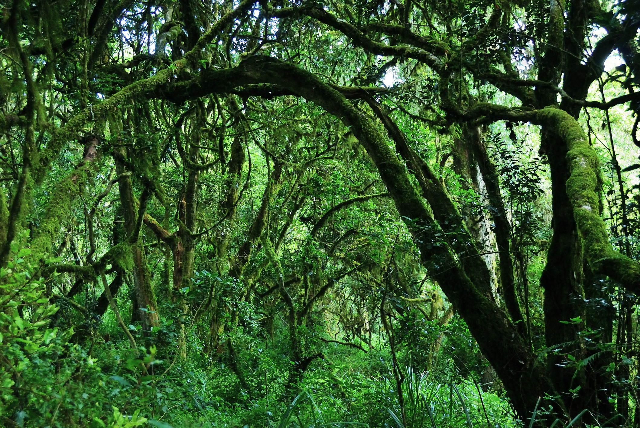 Mt Kilimanjaro scenery, Tanzania. A jungle trees covered with moss on the rim of the Maundi crater in Mount Kilimanjaro