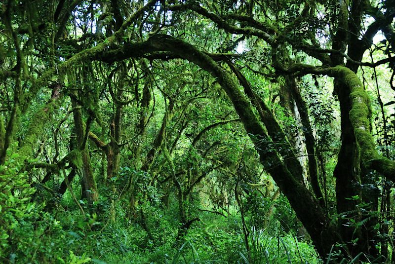 Mt Kilimanjaro scenery, Tanzania. A jungle trees covered with moss on the rim of the Maundi crater in Mount Kilimanjaro