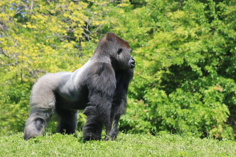 Silverback adult male western lowland gorilla