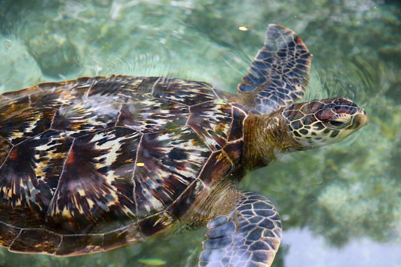 Turtle in Nungwi wildlife preserve, Zanzibar 