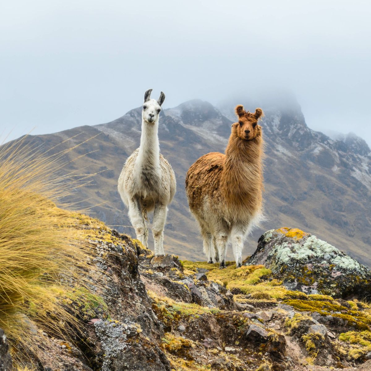 Two llamas standing on a ridge in front of a misty mountain, facing the camera and standing side by side, in Peru 