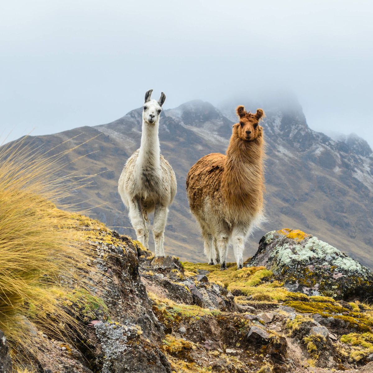 Two llamas standing on a ridge in front of a misty mountain, facing the camera and standing side by side, in Peru