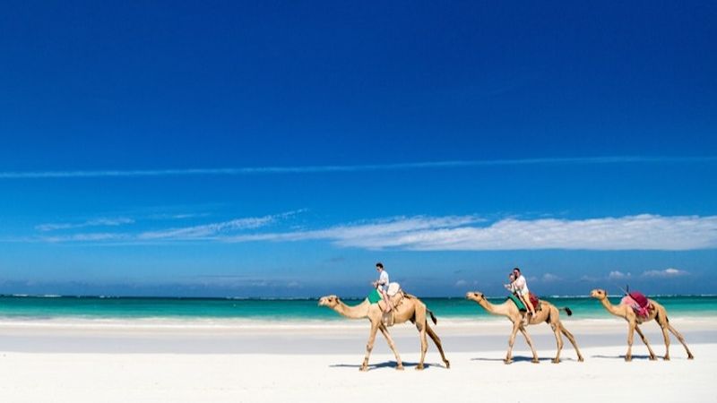 Ours. Camels on beach, Kenya