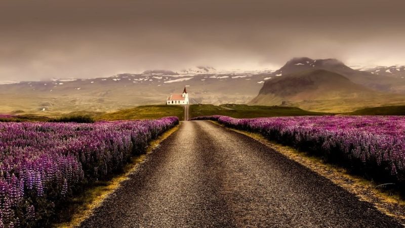 Lupines, small church, road, mountains, mist Iceland summer