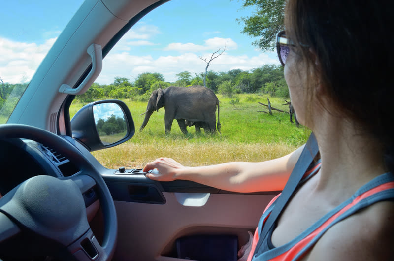 Woman tourist on safari car vacation trip in South Africa, looking at elephant in savannah