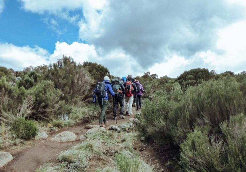 Trekkers walking along a dirt path flanked by large moorland bushes on Kilimanjaro