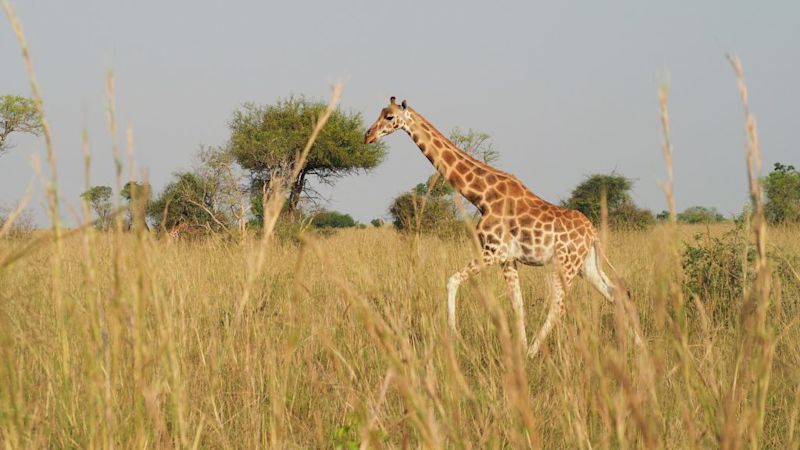 Rothschild's giraffe in long grass