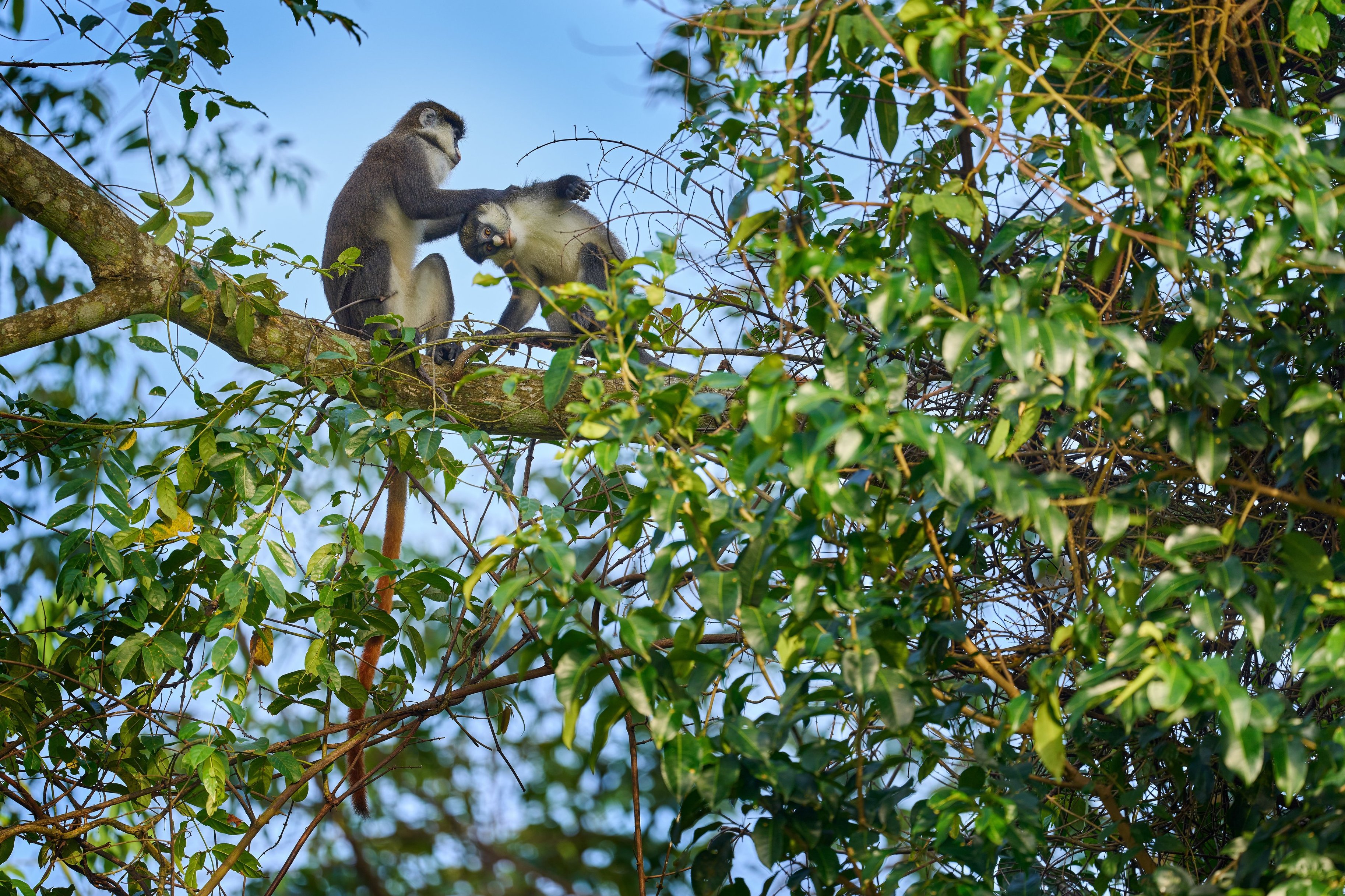 Ours. Red-tailed monkeys Kibale Forest Uganda