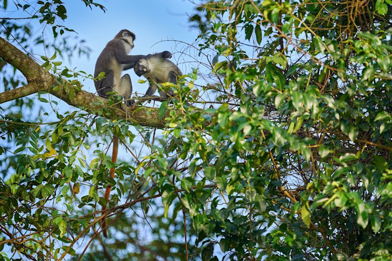 Ours. Red-tailed monkeys Kibale Forest Uganda