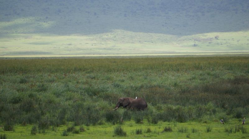 elephant in marshland of Ngorongoro Crater