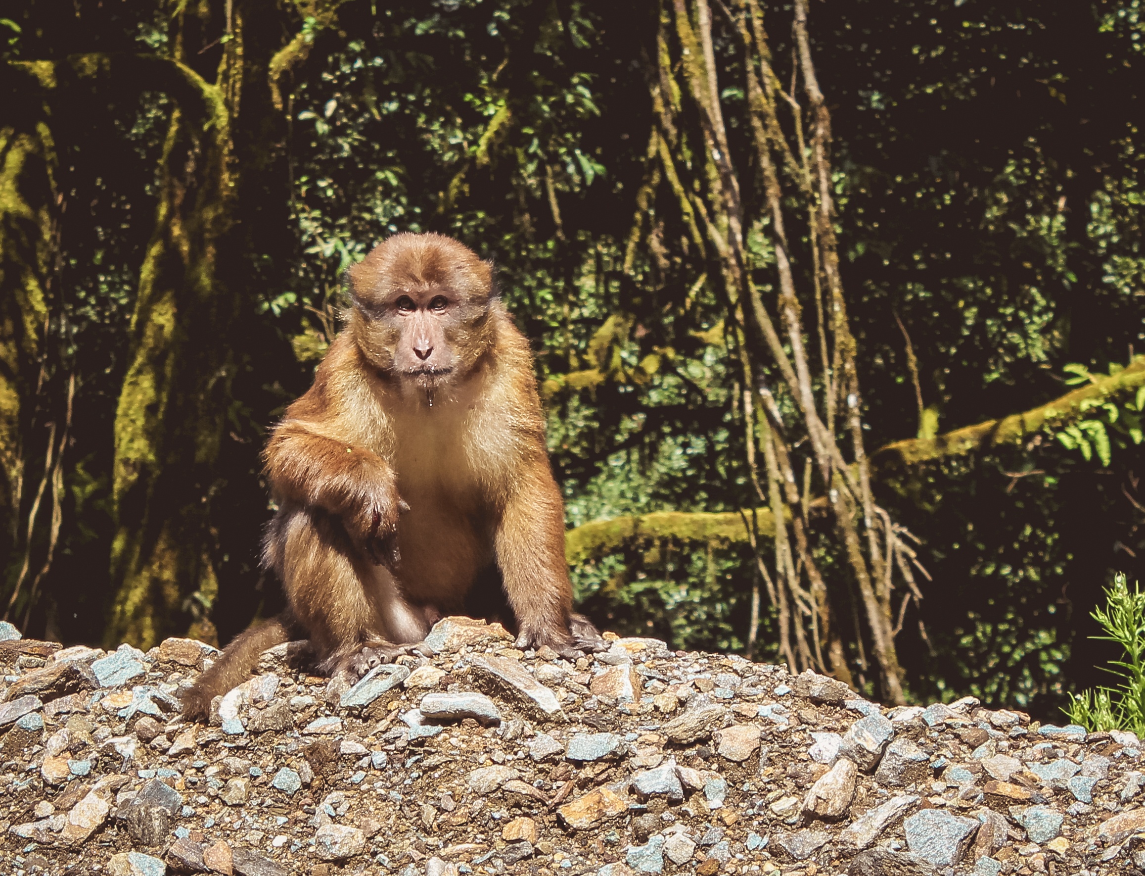 Assamese Macaque seated on ground at edge of forest/trees