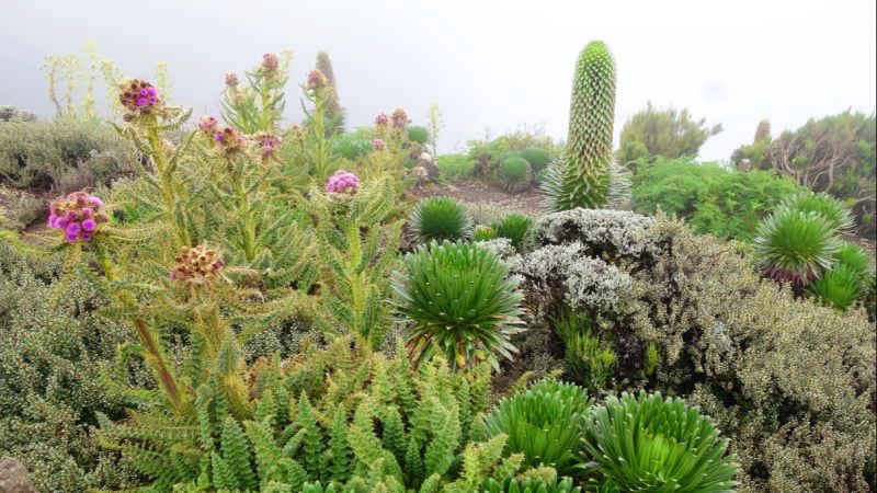 Ours. S. Kilimanjaro moorland vegetation pink flowers lobelias