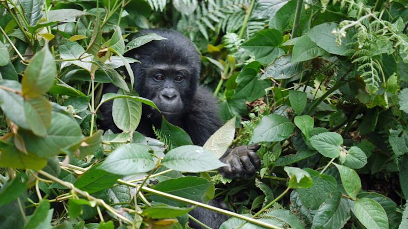 Mountain gorilla sitting in the bushes surrounded by leaves, gorilla trekking in Rwanda vs Uganda