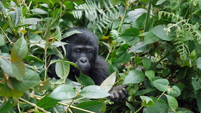 Mountain gorilla sitting in the bushes surrounded by leaves, gorilla trekking in Rwanda vs Uganda