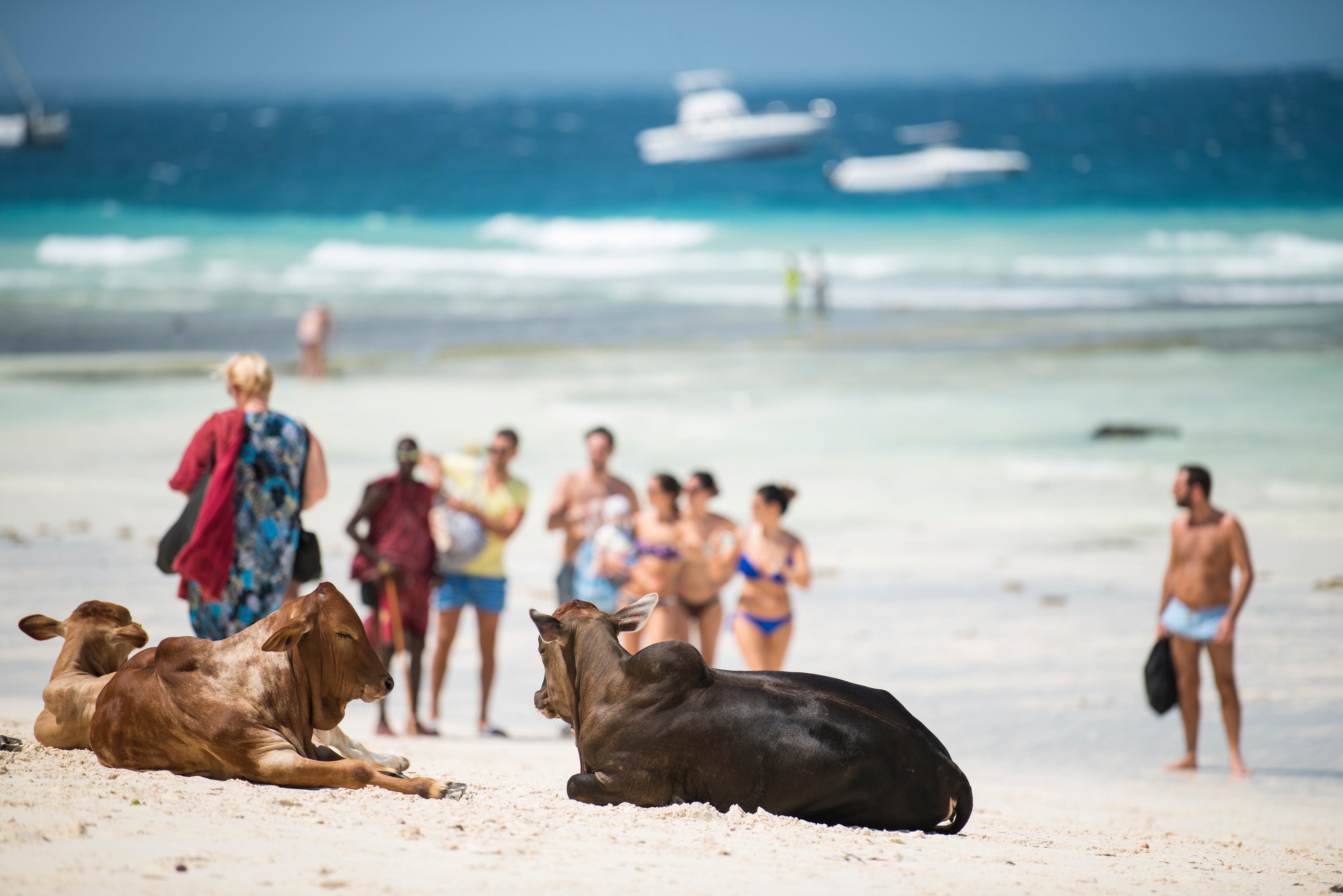 Cows seated on beach of Zanzibar with swimmer tourists in background and boats on ocean