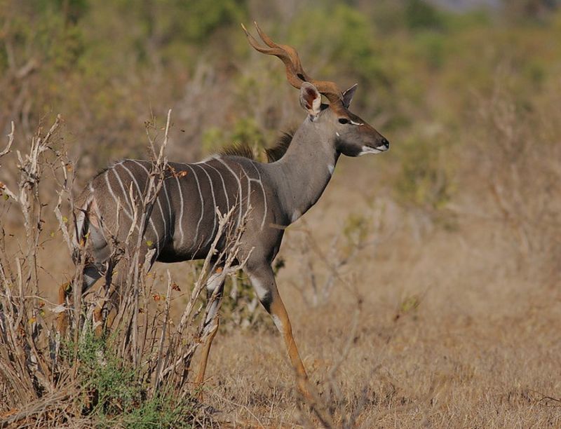 Lesser kudu by Steve Garvie on Flickr