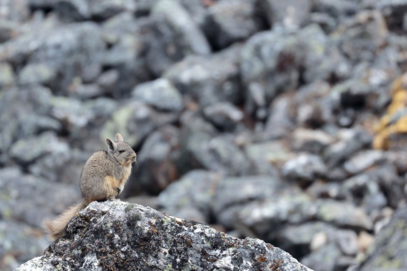 Northern Viscacha (Lagidium peruanum), Hidden among rocks. Huancayo - Peru