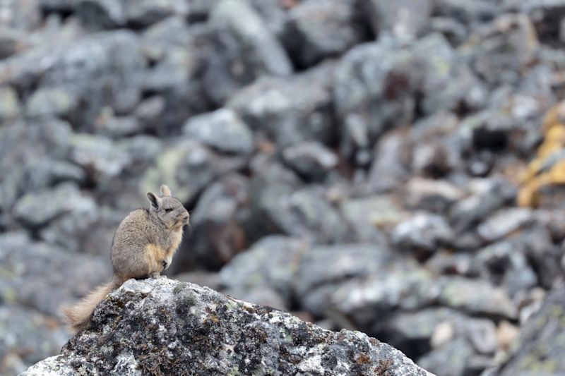 Northern Viscacha (Lagidium peruanum), Hidden among rocks. Huancayo - Peru