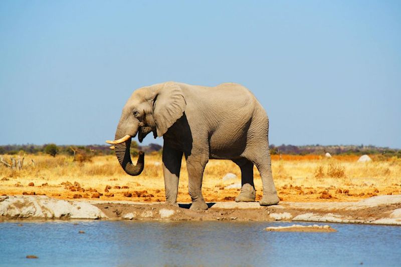 Elephant by water in Botswana