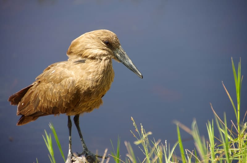 Hamerkop by water in Ngorongoro Crater