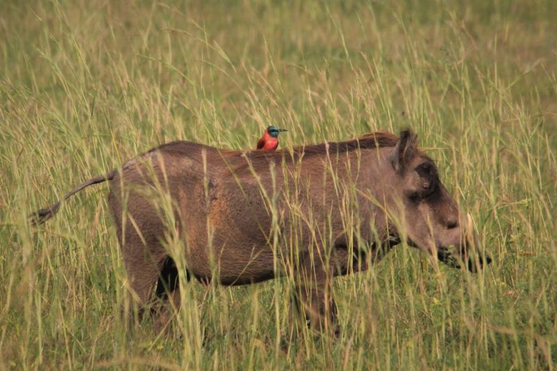 warthog, Uganda wildlife in pictures